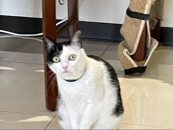 寵物溝通事件-地震 右右花花收驚去