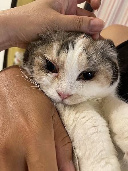 寵物溝通事件-地震 右右花花收驚去