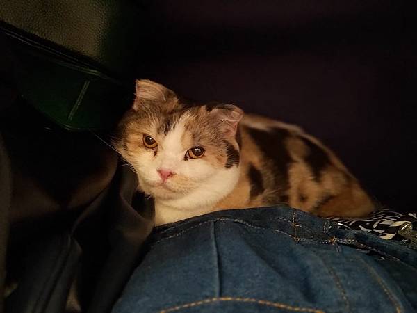 [寵物溝通事件]右右花花首次外宿阿姨家一周，難道被丟掉了?