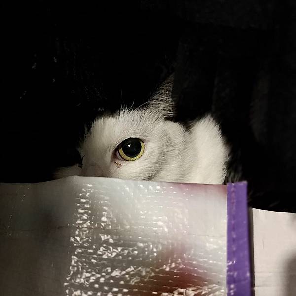 [寵物溝通事件]右右花花首次外宿阿姨家一周，難道被丟掉了?