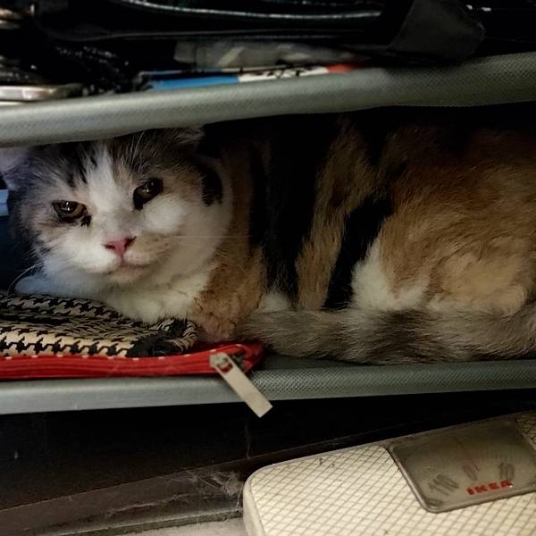 [寵物溝通事件]右右花花首次外宿阿姨家一周，難道被丟掉了?