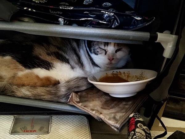 [寵物溝通事件]右右花花首次外宿阿姨家一周，難道被丟掉了?