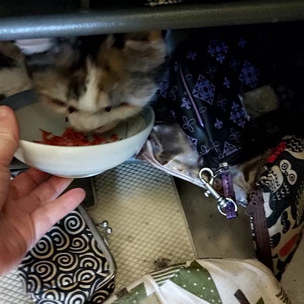 [寵物溝通事件]右右花花首次外宿阿姨家一周，難道被丟掉了?