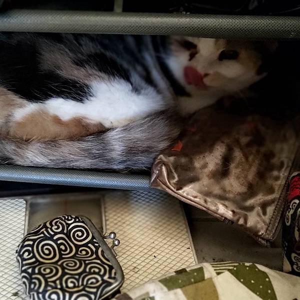 [寵物溝通事件]右右花花首次外宿阿姨家一周，難道被丟掉了?