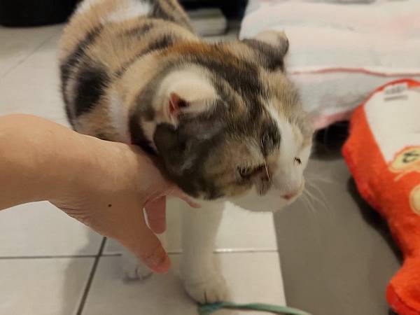 [寵物溝通事件]右右花花首次外宿阿姨家一周，難道被丟掉了?