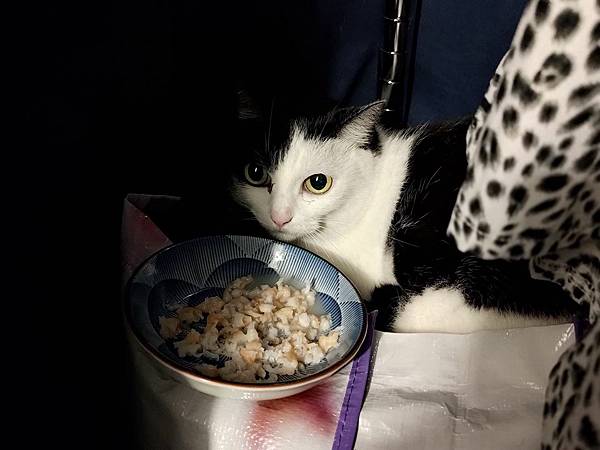 [寵物溝通事件]右右花花首次外宿阿姨家一周，難道被丟掉了?