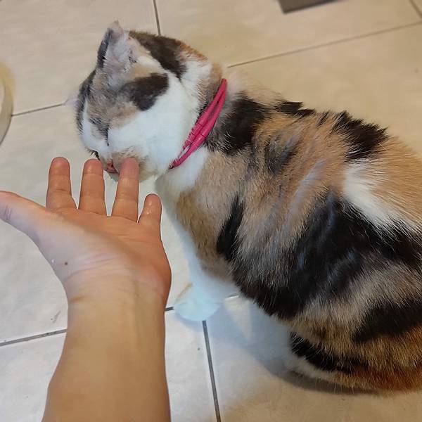 [寵物溝通事件]右右花花首次外宿阿姨家一周，難道被丟掉了?