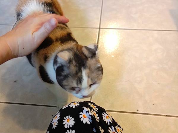 [寵物溝通事件]右右花花首次外宿阿姨家一周，難道被丟掉了?