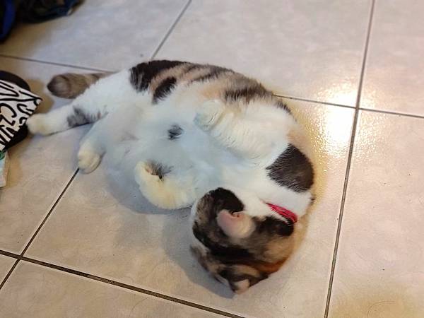 [寵物溝通事件]右右花花首次外宿阿姨家一周，難道被丟掉了?