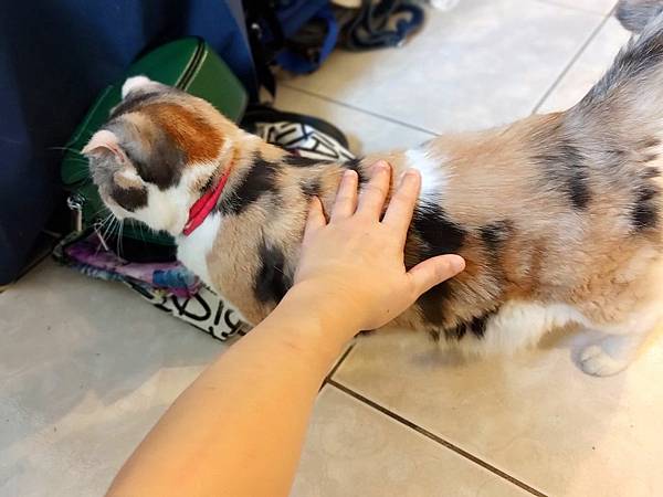 [寵物溝通事件]右右花花首次外宿阿姨家一周，難道被丟掉了?