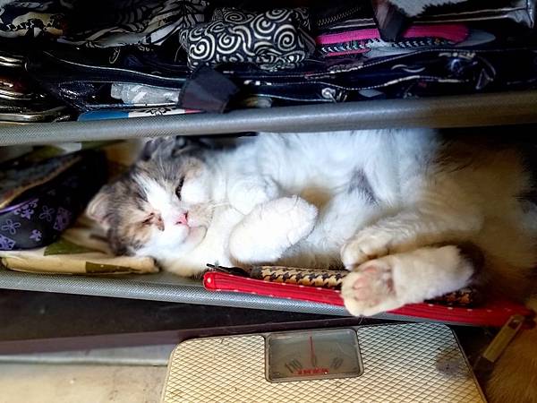 [寵物溝通事件]右右花花首次外宿阿姨家一周，難道被丟掉了?