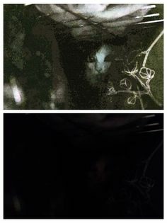 [寵物溝通事件]右右花花首次外宿阿姨家一周，難道被丟掉了?