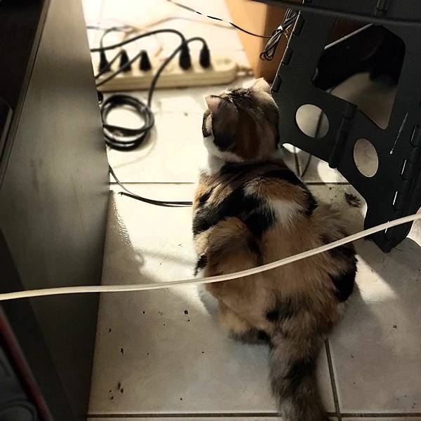 [寵物溝通事件]右右花花首次外宿阿姨家一周，難道被丟掉了?