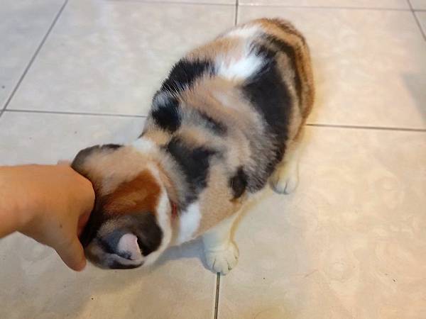 [寵物溝通事件]右右花花首次外宿阿姨家一周，難道被丟掉了?