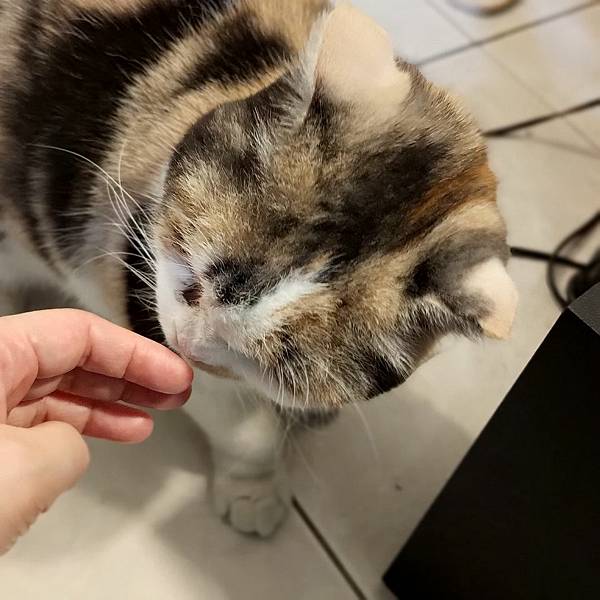 [寵物溝通事件]右右花花首次外宿阿姨家一周，難道被丟掉了?