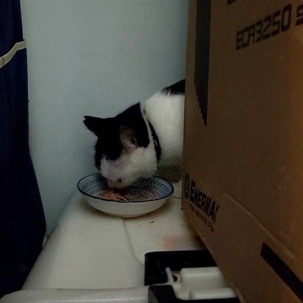 [寵物溝通事件]右右花花首次外宿阿姨家一周，難道被丟掉了?