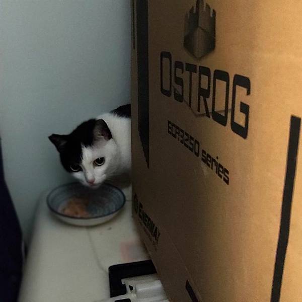 [寵物溝通事件]右右花花首次外宿阿姨家一周，難道被丟掉了?