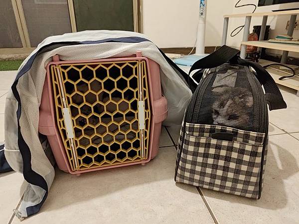 [寵物溝通事件]右右花花首次外宿阿姨家一周，難道被丟掉了?