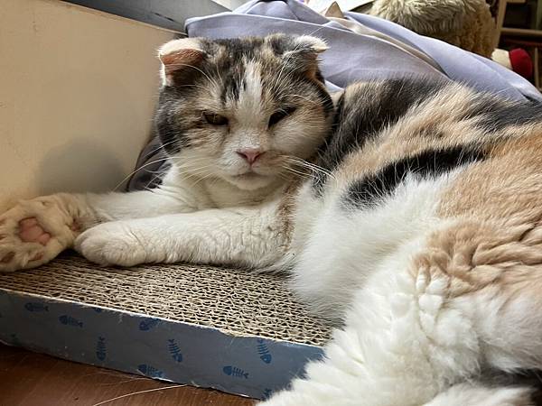 [寵物溝通事件]右右花花首次外宿阿姨家一周，難道被丟掉了?