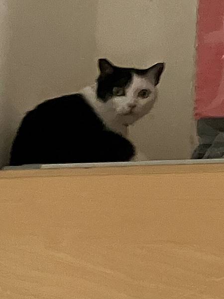 [寵物溝通事件]右右花花首次外宿阿姨家一周，難道被丟掉了?