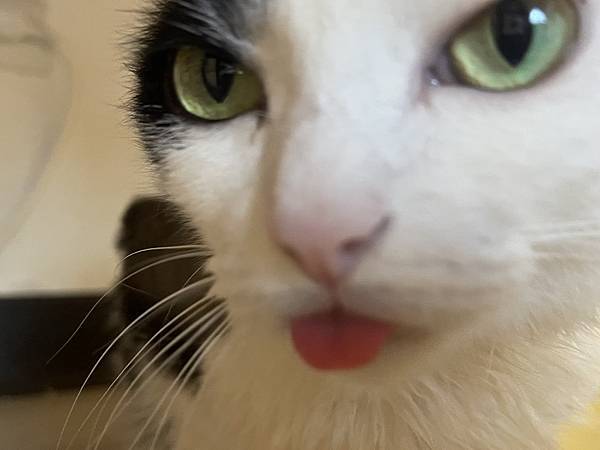 [寵物溝通紀錄]2024.5 夏天到了當然是剃毛阿 聽聽