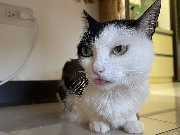 [寵物溝通紀錄]2024.5 夏天到了當然是剃毛阿 聽聽