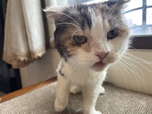 [寵物溝通紀錄]2024.5 夏天到了當然是剃毛阿 聽聽