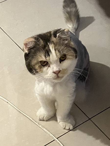 [寵物溝通]2024.7 打雷 貓貓收驚去