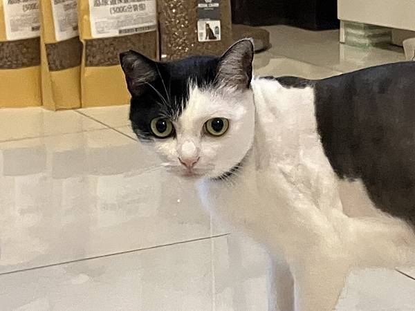 [寵物溝通]2024.7 打雷 貓貓收驚去