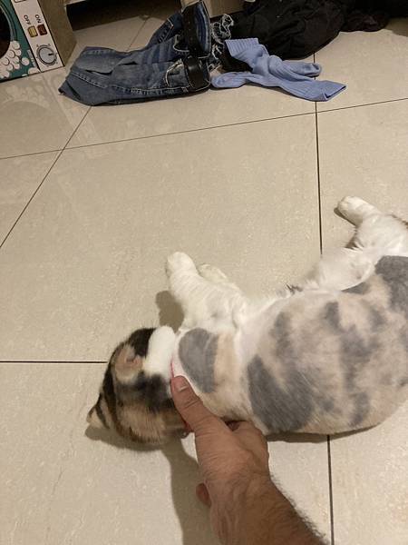 [2024.8]爸媽出國去，把貓貓留在家裡，叔叔阿姨來照顧