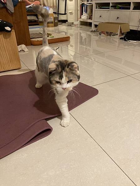 [2024.8]爸媽出國去，把貓貓留在家裡，叔叔阿姨來照顧