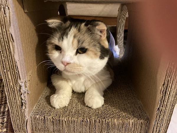 [2024.8]爸媽出國去，把貓貓留在家裡，叔叔阿姨來照顧