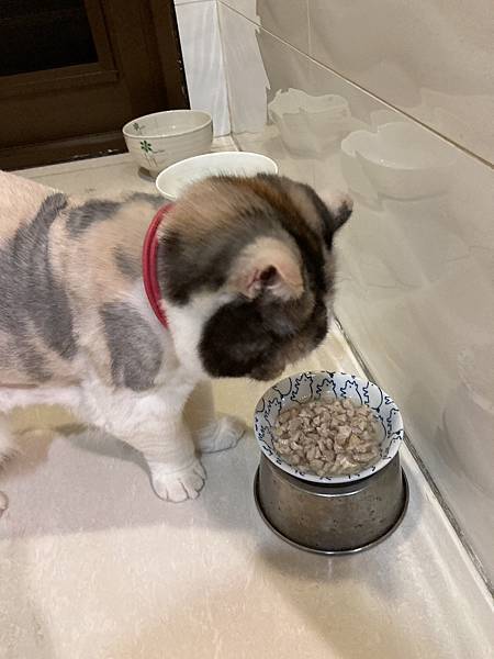 [2024.8]爸媽出國去，把貓貓留在家裡，叔叔阿姨來照顧