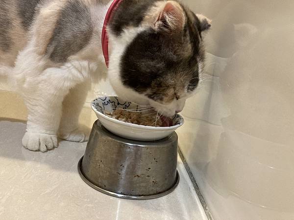 [2024.8]爸媽出國去，把貓貓留在家裡，叔叔阿姨來照顧