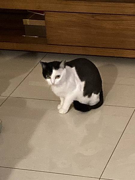 [2024.8]爸媽出國去，把貓貓留在家裡，叔叔阿姨來照顧