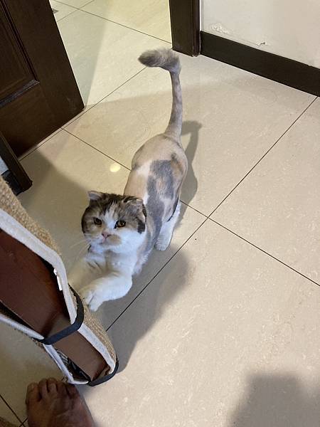 [2024.8]爸媽出國去，把貓貓留在家裡，叔叔阿姨來照顧