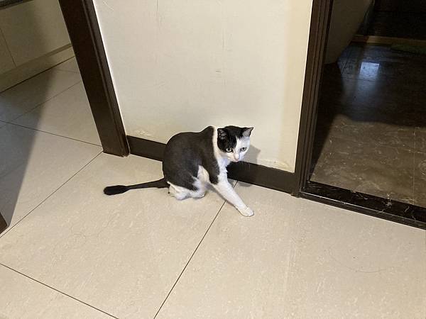 [2024.8]爸媽出國去，把貓貓留在家裡，叔叔阿姨來照顧