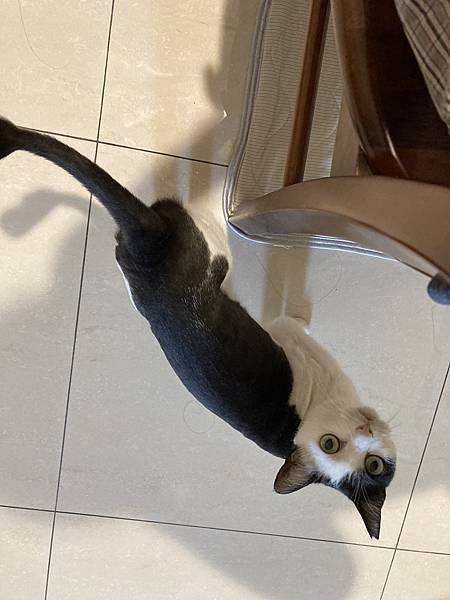 [2024.8]爸媽出國去，把貓貓留在家裡，叔叔阿姨來照顧