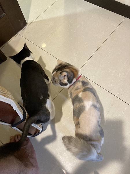 [2024.8]爸媽出國去，把貓貓留在家裡，叔叔阿姨來照顧