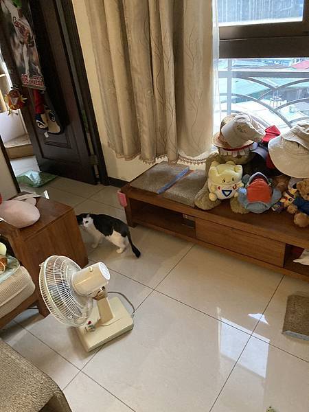 [2024.8]爸媽出國去，把貓貓留在家裡，叔叔阿姨來照顧