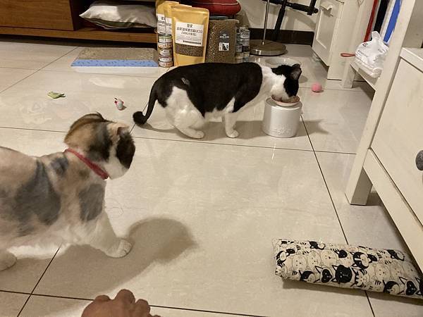 [2024.8]爸媽出國去，把貓貓留在家裡，叔叔阿姨來照顧