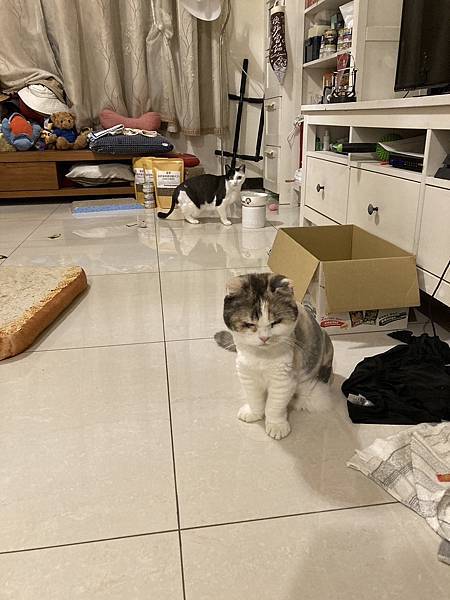 [2024.8]爸媽出國去，把貓貓留在家裡，叔叔阿姨來照顧