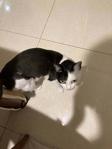 [2024.8]爸媽出國去，把貓貓留在家裡，叔叔阿姨來照顧