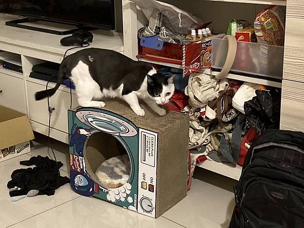 [2024.8]爸媽出國去，把貓貓留在家裡，叔叔阿姨來照顧