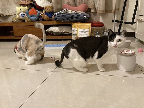 [2024.8]爸媽出國去，把貓貓留在家裡，叔叔阿姨來照顧