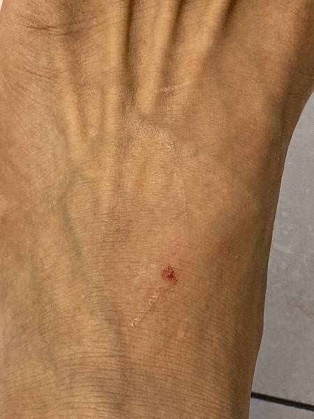 [2024.8]爸媽出國去，把貓貓留在家裡，叔叔阿姨來照顧