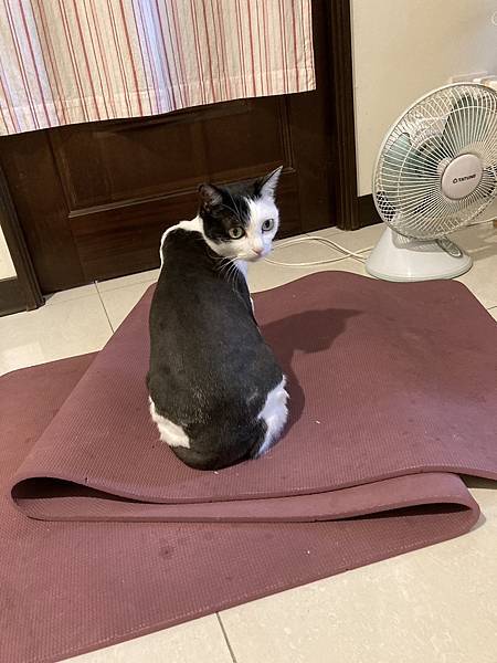 [2024.8]爸媽出國去，把貓貓留在家裡，叔叔阿姨來照顧