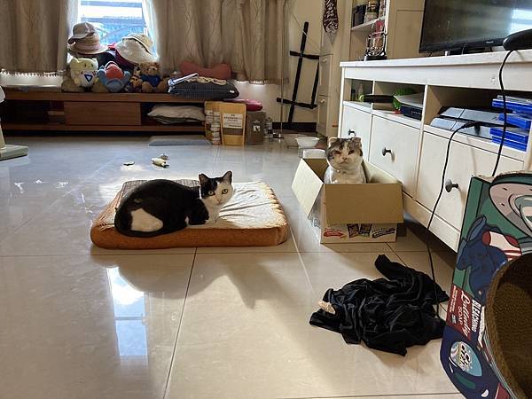 [2024.8]爸媽出國去，把貓貓留在家裡，叔叔阿姨來照顧