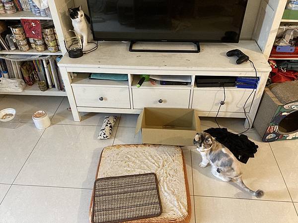 [2024.8]爸媽出國去，把貓貓留在家裡，叔叔阿姨來照顧