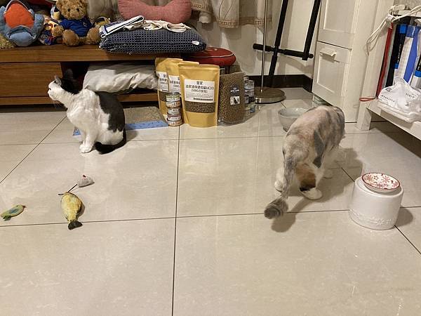 [2024.8]爸媽出國去，把貓貓留在家裡，叔叔阿姨來照顧